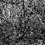 D. Tollerian